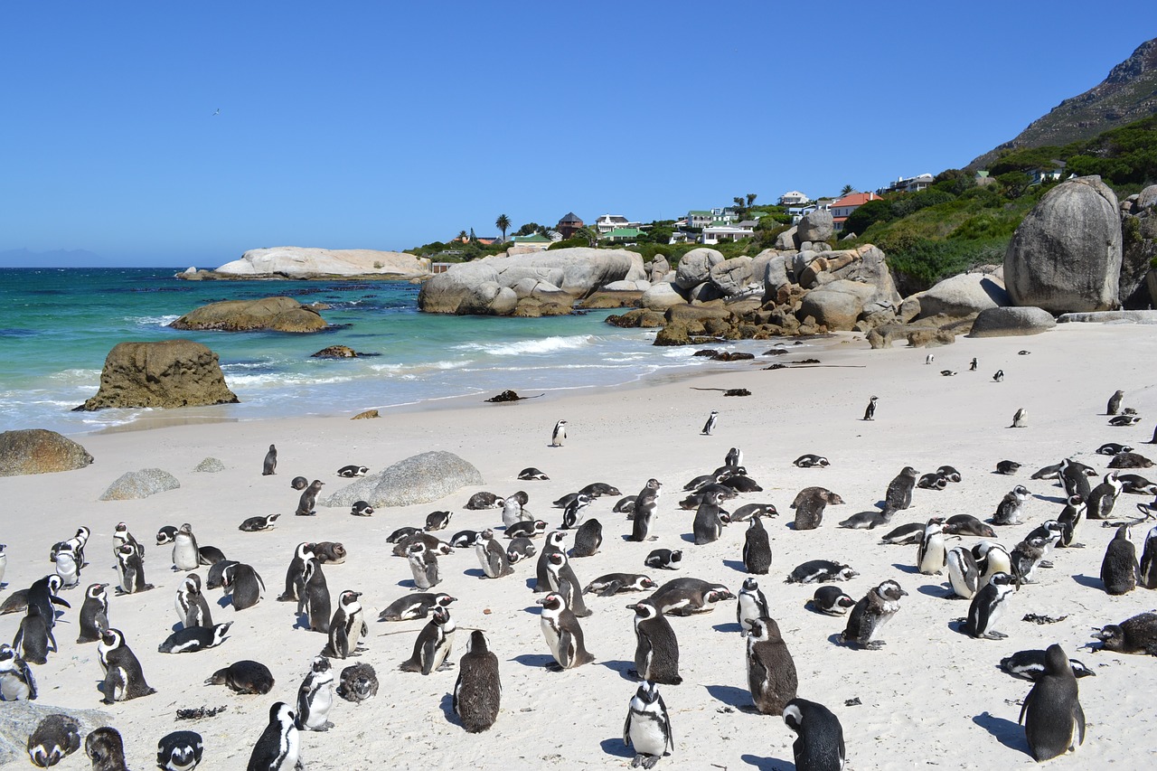 Les pingouins de la région de Cape Town