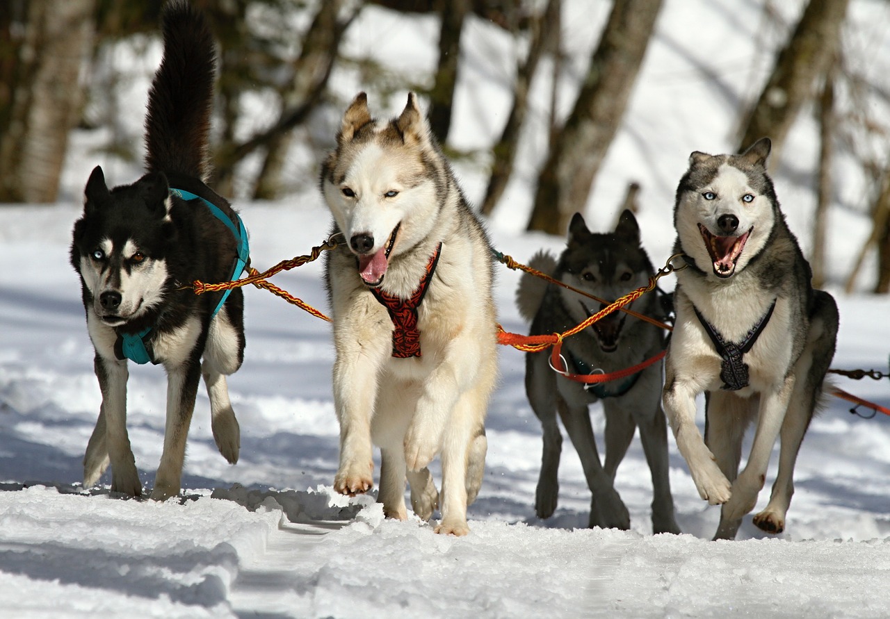 Les chiens de traîneau en pleine activité au Québec