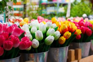 Les tulipes à Amsterdam