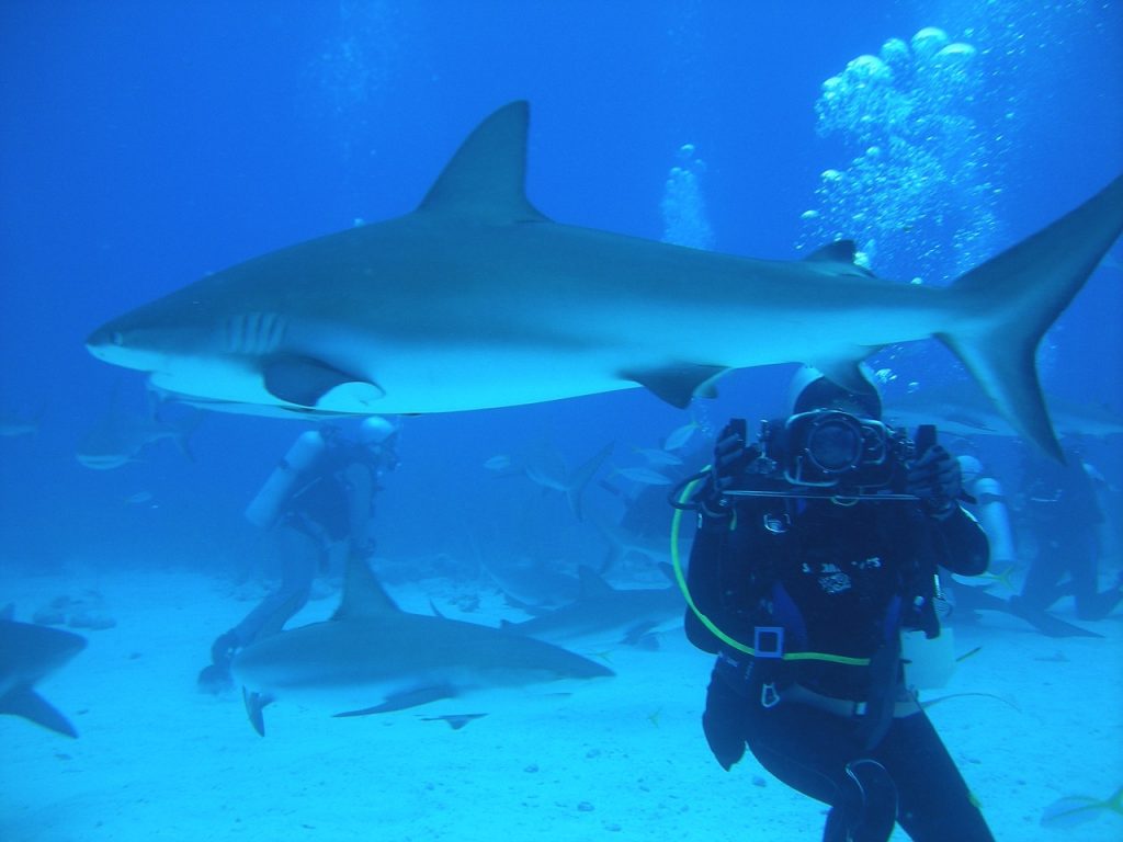 plongée sous marine aux bahamas