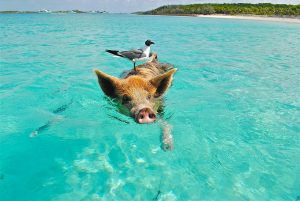 Pig island aux bahamas