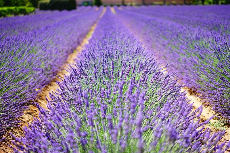 Lavande - Tourisme en France