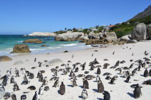 Les pingouins de la région de Cape Town