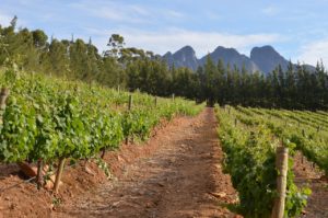 Les vignes d'Afrique du Sud