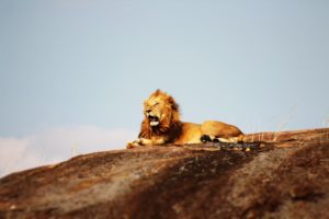 evisa-tanzanie-safari