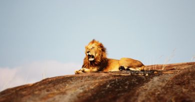 evisa-tanzanie-safari