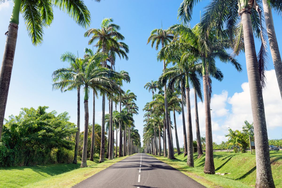 Route de guadeloupe entre les palmiers