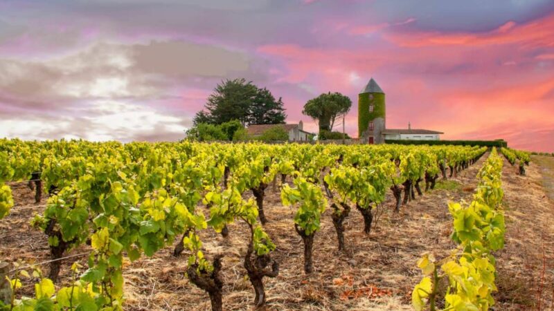 Vacances hors saison ? Faites de l’œnotourisme
