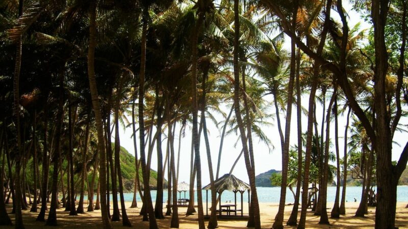 Quelles sont les meilleures tables de Guadeloupe ?