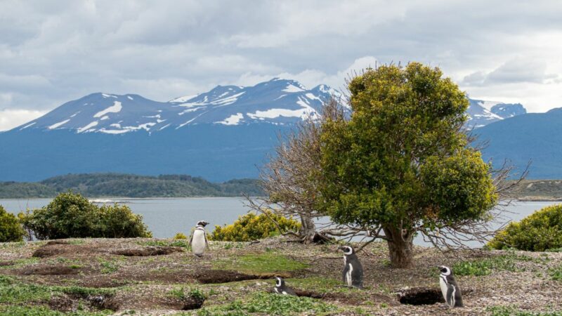 Partir en Patagonie pour découvrir sa faune sauvage