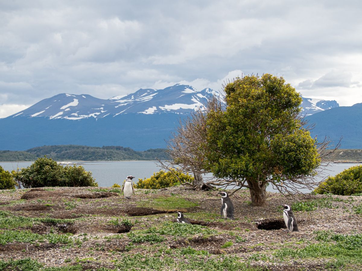 Partir en Patagonie pour découvrir sa faune sauvage