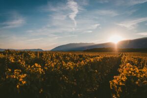Bourgogne en Automne