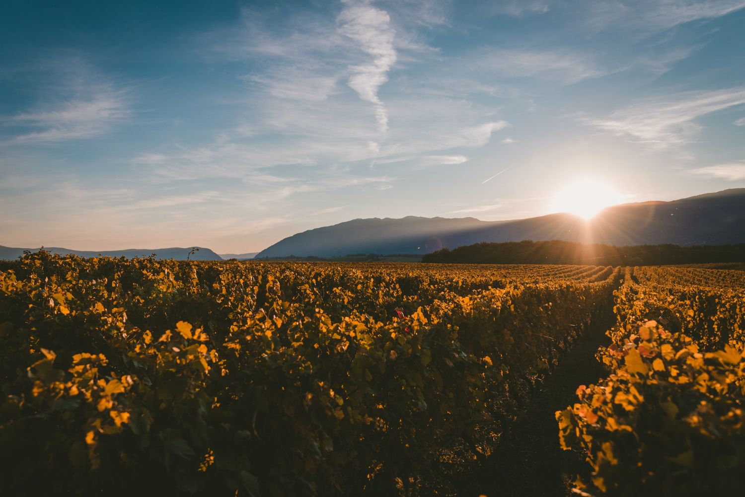 Bourgogne en Automne