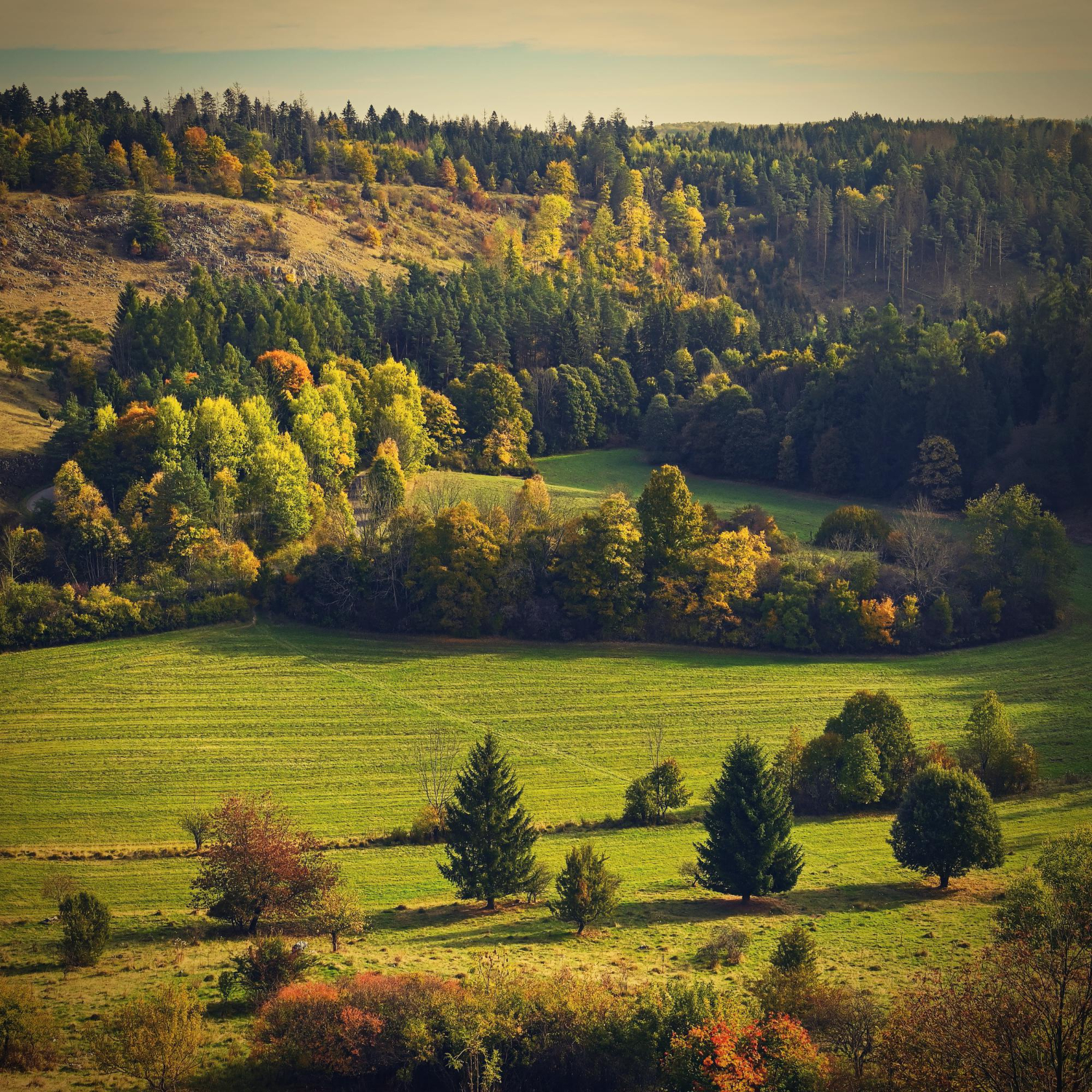 Forêt du Morvan