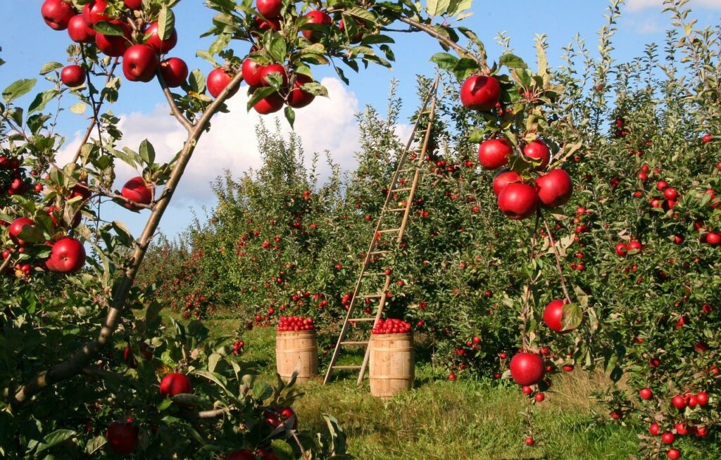 Verger pomme en Normandie
