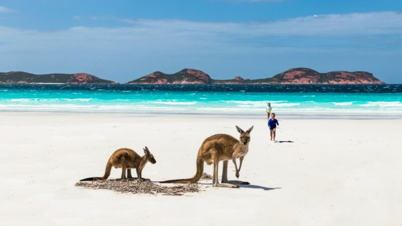À la rencontre des kangourous : une expérience incontournable en Australie