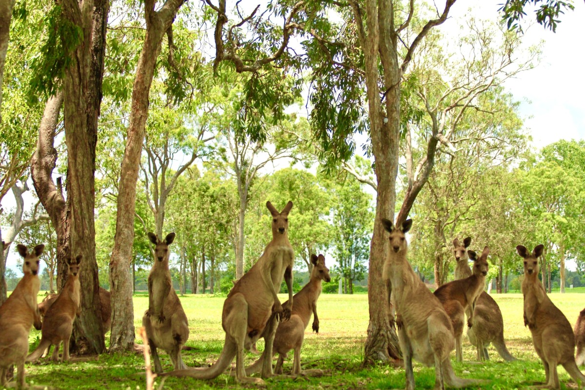 Voir des kangourous