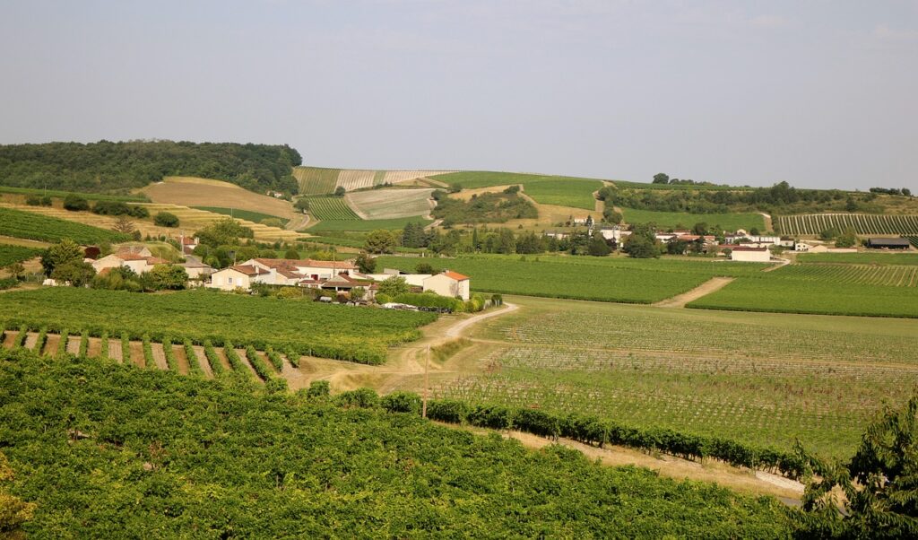 Vignes de Cognac