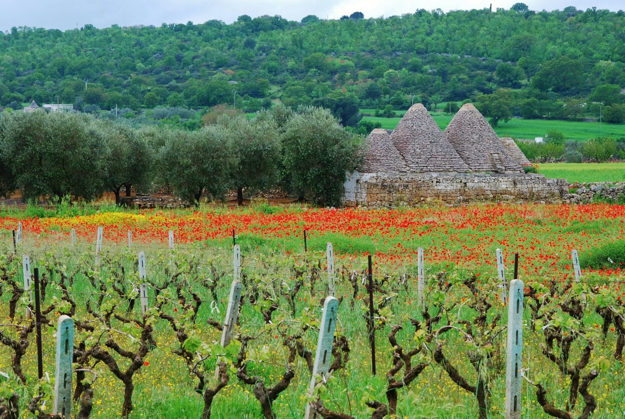 Trulli et vignes à Martina Franca