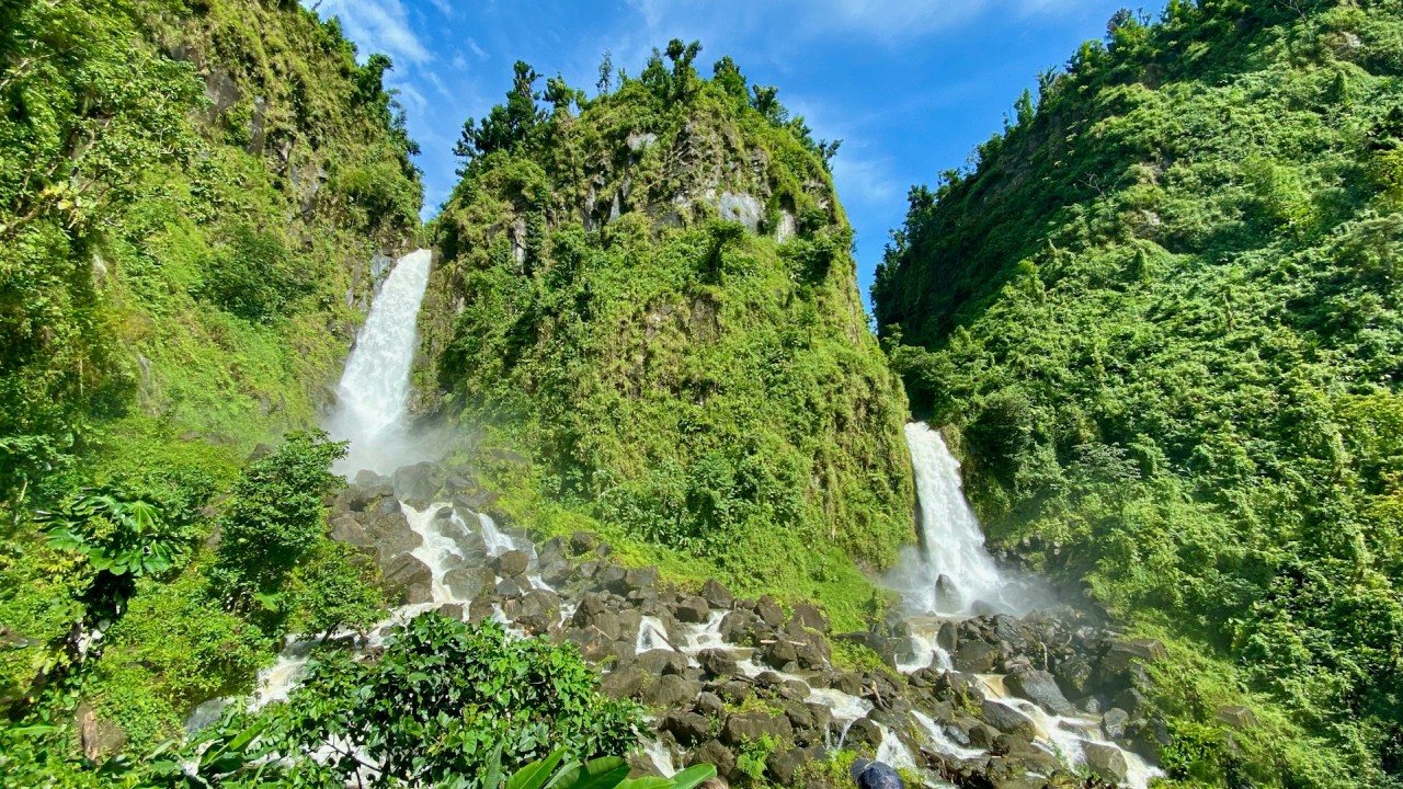 Forêt ile de la Dominique