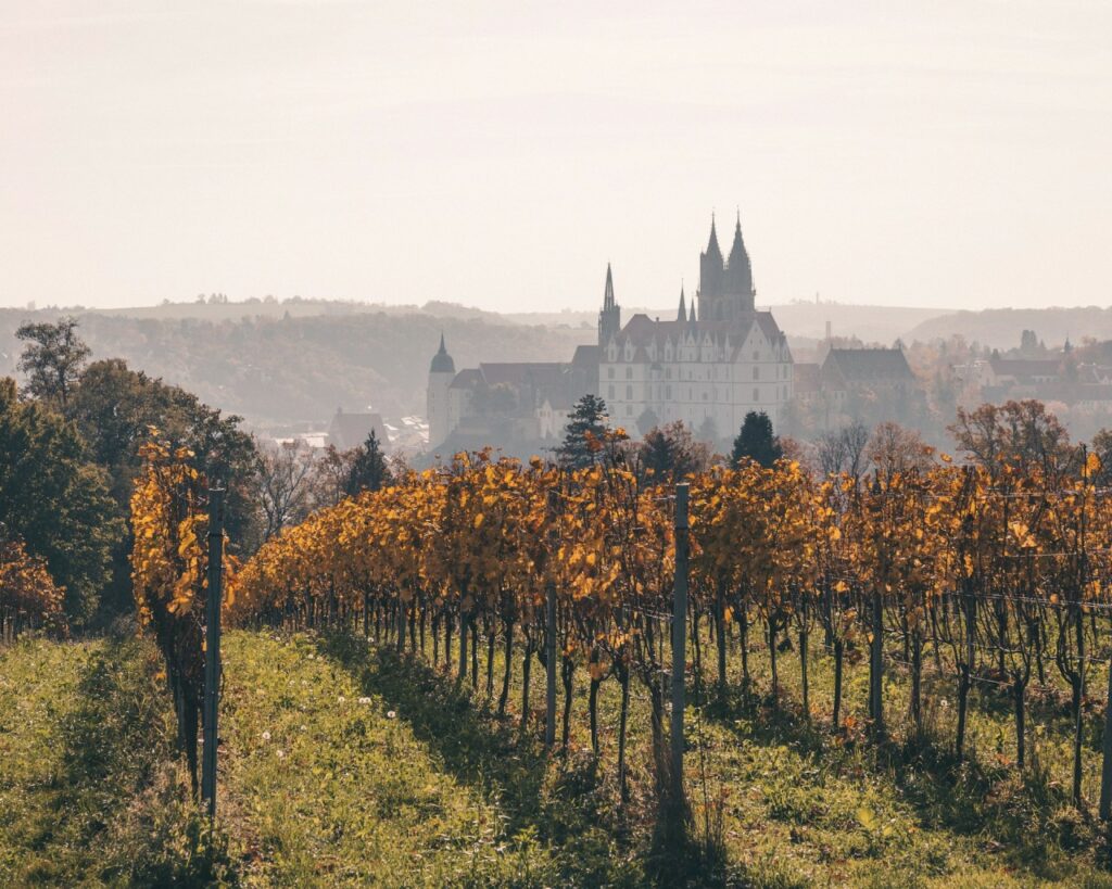 Le patrimoine viticole de Meissen