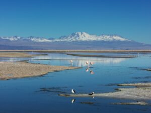 Flamand rose dans le désert Atacama