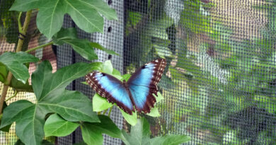 Quand la Normandie devient tropicale : découverte d’une serre fascinante