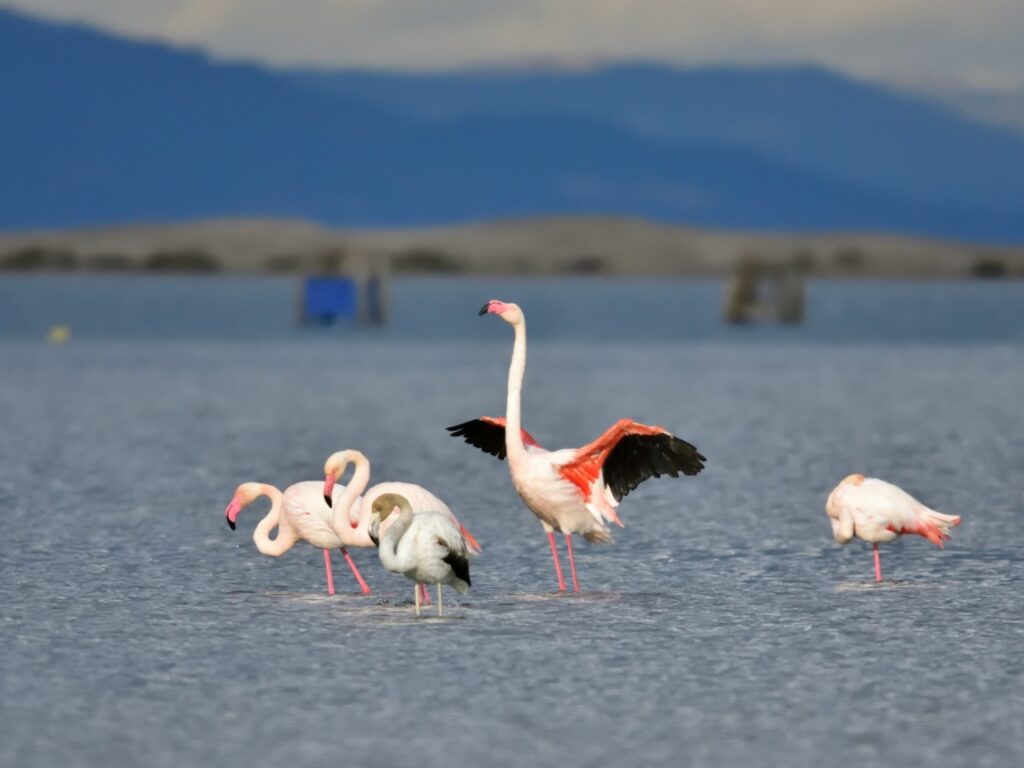 Flamants roses du delta de l'Ebre