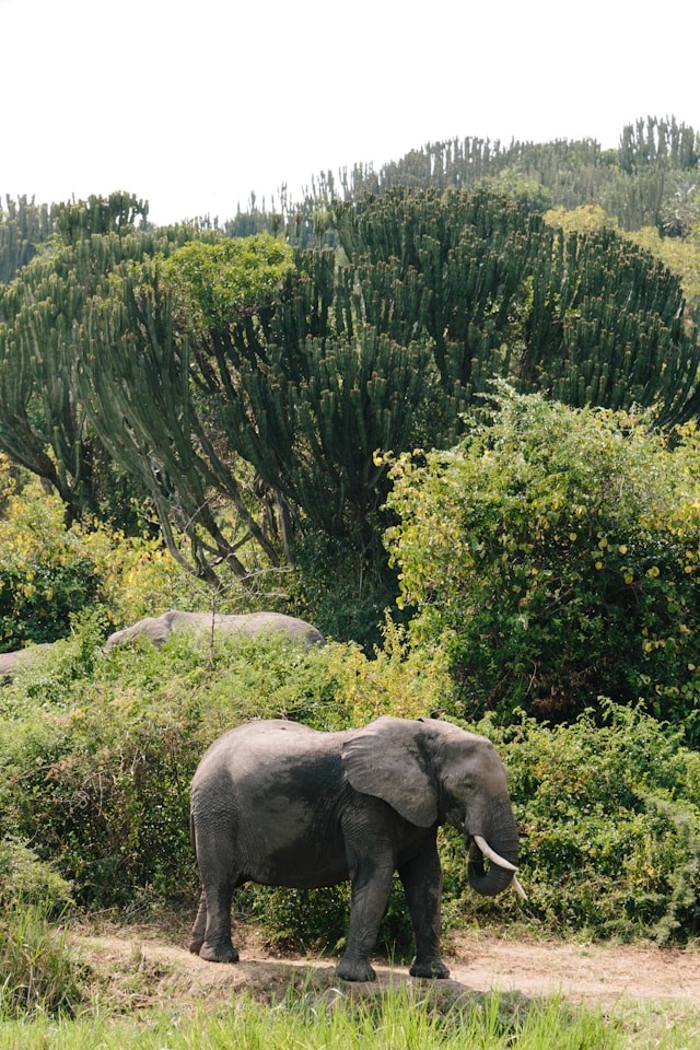 Les éléphants en Ouganda