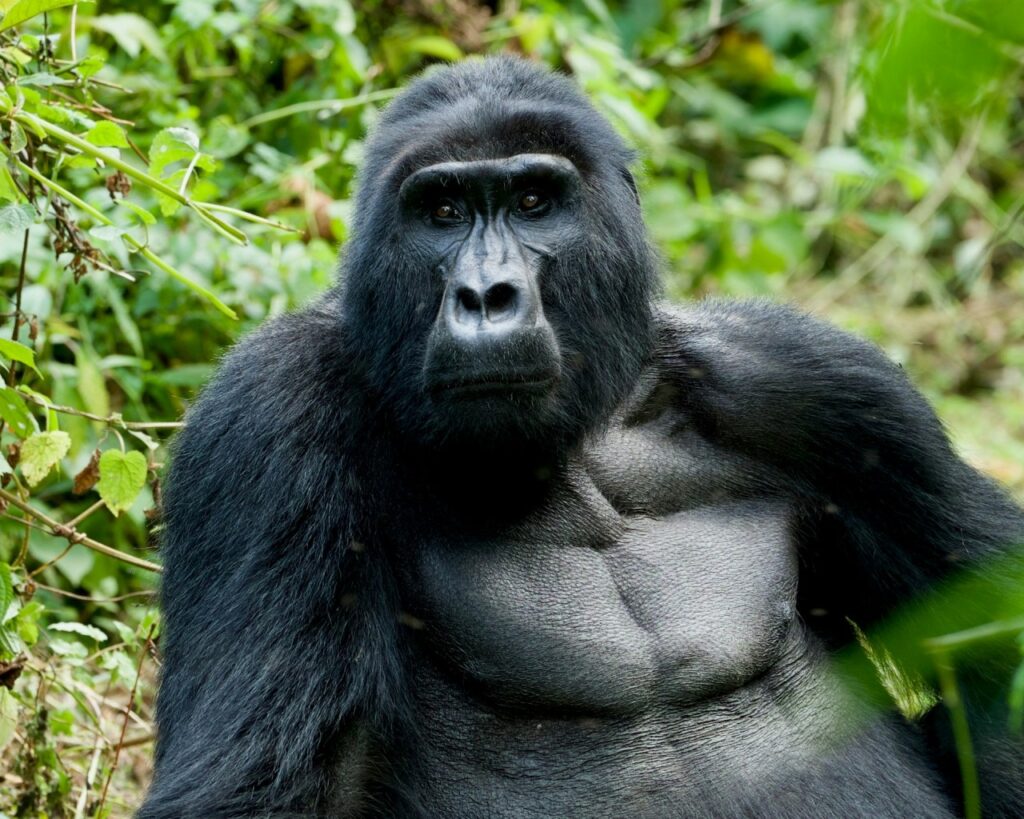 Les gorilles des montagnes Ouganda