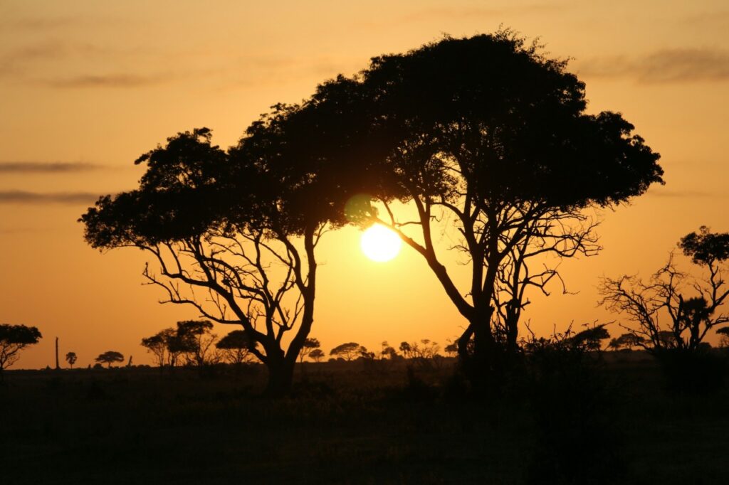Safari en Ouganda