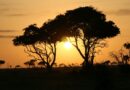 Safari en Ouganda