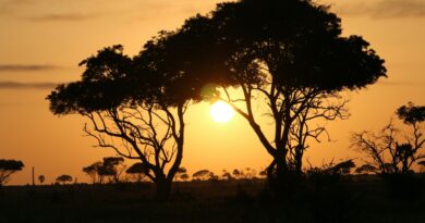 Safari en Ouganda