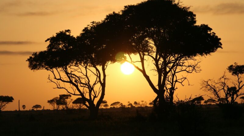 Safari en Ouganda