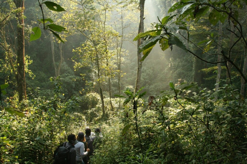 Parc national de Bwindi Ouganda