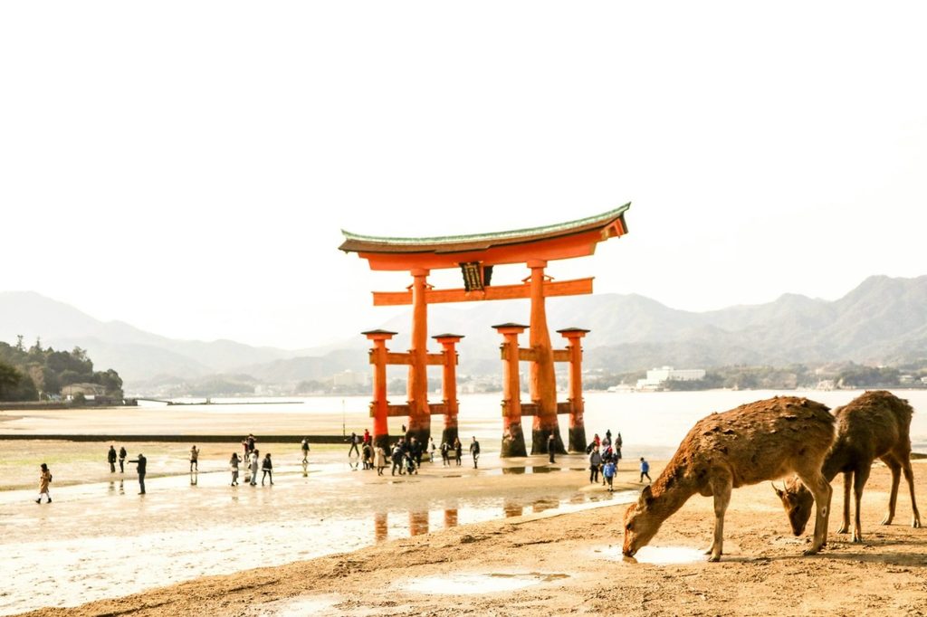 cerfs en liberté a Miyajima