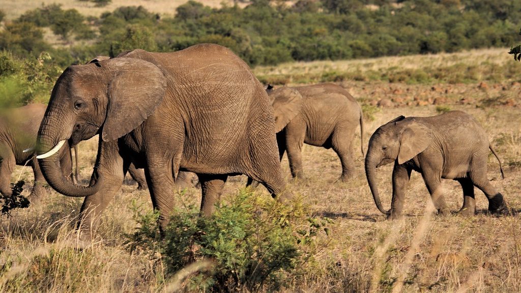 Le retour des éléphants en Côte d'Ivoire